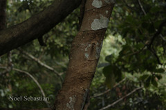 Terminalia travancorensis